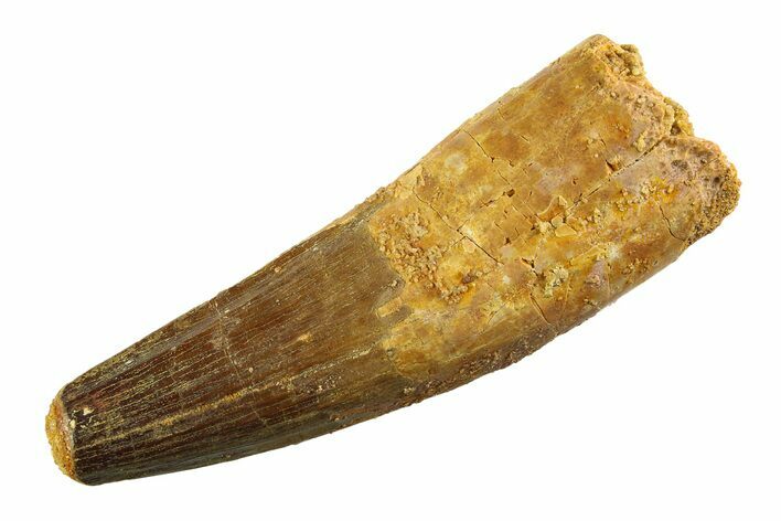 Real Fossil Spinosaurus Tooth - Huge Dinosaur Tooth #346753